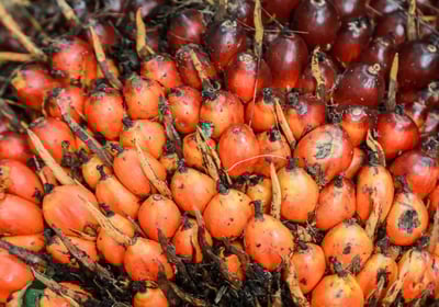 Fruto de palma de aceite