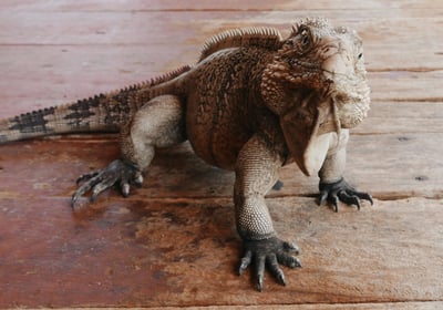A happy iguana, such as would be found in many tropical destinations