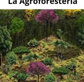 La Agroforestería, diseños 3D permacultura, bosque alimentario, bosque sintrópico, agricultura  