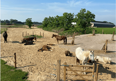Paddock paradise au refuge de la pension pré équine dans la Nièvre