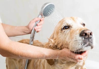 Washing dog and pets with nanobubbles