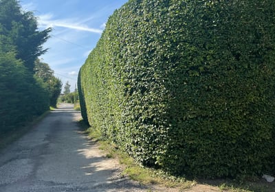 hedge cutting warwick