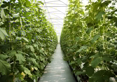 Hidroponik Melon agroland greenhouse