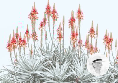 Bright aloe blooms with pale leaves by Freda Hocking, artist portrait inset in corner.