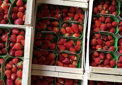 Plusieurs cagettes et colis de barquettes de fraises bio et locales