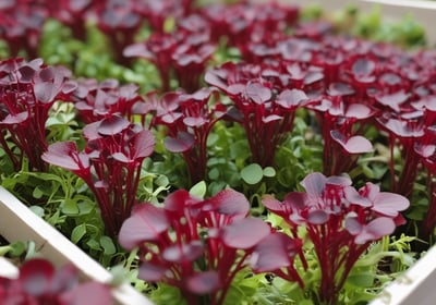Bright green leaves with clusters of small white flowers on slender stems. The plants appear healthy and lush, suggesting a vibrant garden setting.