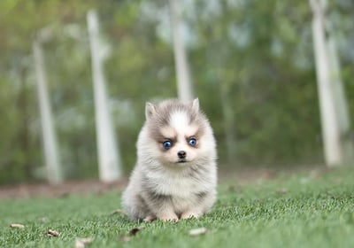Dogs & Puppies for sale SA - South Africa