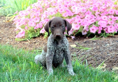 Dogs & Puppies for sale SA - South Africa