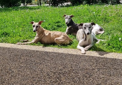 Trois chiens allongés dans l'herbe