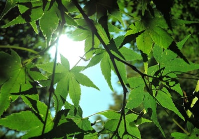 Qing Ming - Clear Brightness