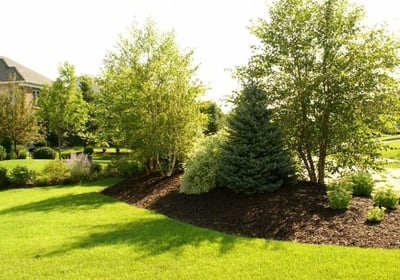 a garden with a lawn and a tree