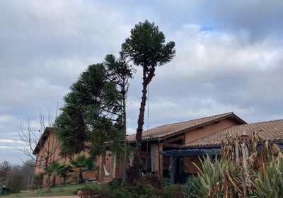 démontage arbre maison