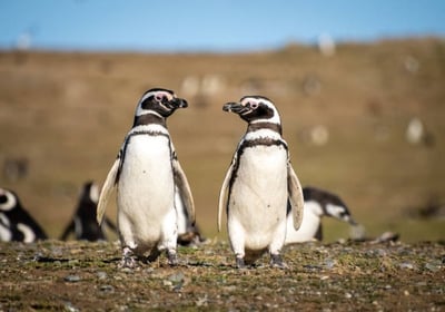 pingüinos en punta tombo