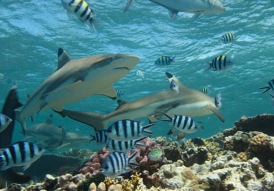 requin-pointes-noires
