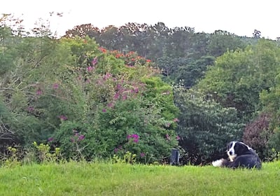 área verde