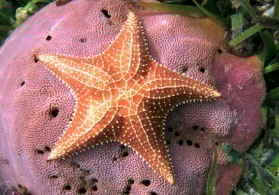 A star fish on a coral reef symbolizing the growth and rebirth of new tissue.