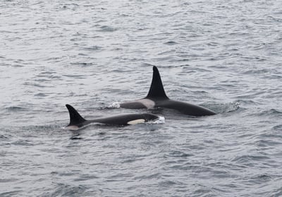Killer whale in Andfjorden