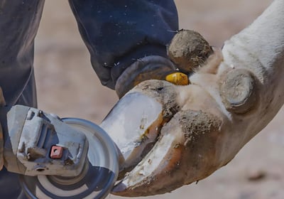 Worker performing hoof trimming using hoof care tools.