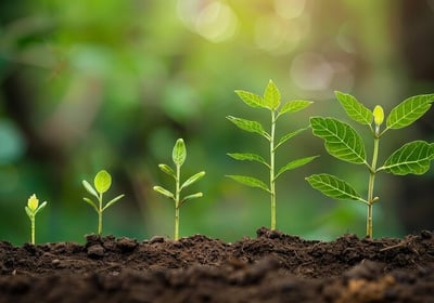 a group of young plants growing in the soil