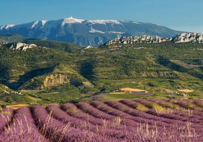 Mont Ventoux champ de lavande