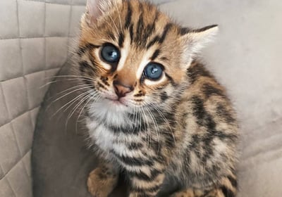 Rozette Bengal Kitten 