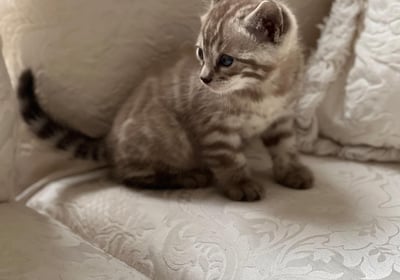 Silver Bengal kitten