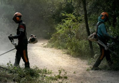 Débroussaillage sur les bords d'un chemin au milieu de la forêt.