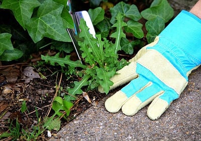 Désherbage de mauvaise herbe à l'aide de gants.