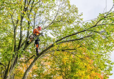 Homme en train d'élaguer un arbre.