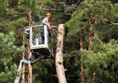 Homme en train d'élaguer un arbre grâce à une nacelle élévatrice.