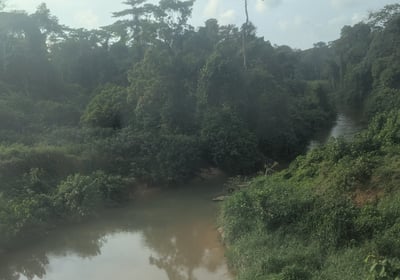 Lush verdant forest between Libreville and Franceville, Gabon