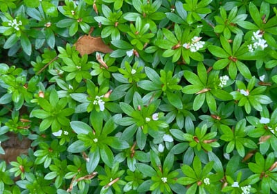 woodruff