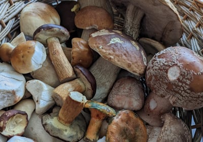 a basket of mushrooms