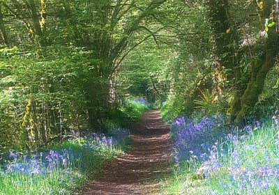 Sunlit forest path lined with blooming bluebells in spring, near Belle-Isle-en-Terre, Brittany—ideal