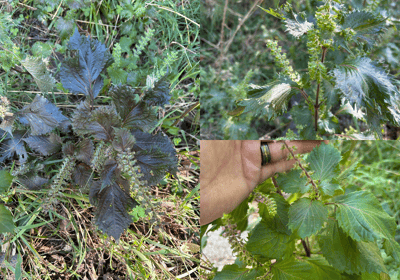 perilla-leaves-for-seasonal-and-respiratory-support