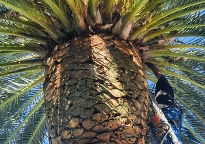 Palm tree trimming works