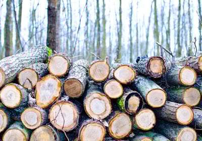 logs cutting