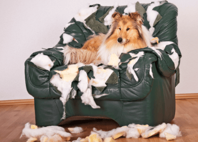 comportement canin destruction