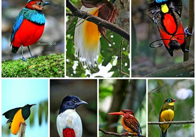 Indonesia Birding Tour