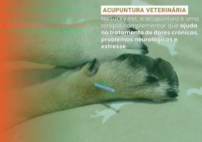 Acupuntura Veterinária é na Lucky Vet, Pet Shop e Clínica Vererinária na Zona Norte de São Paulo