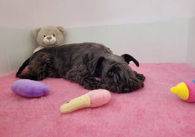 Future maman Schnauzer nain noir