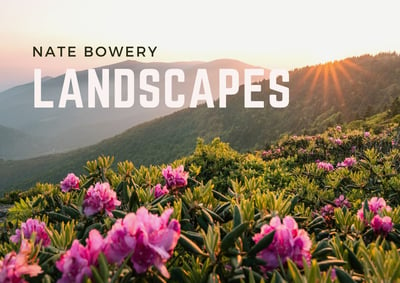 Rhododendron flowers blooming along the Appalachian mountains at sunset