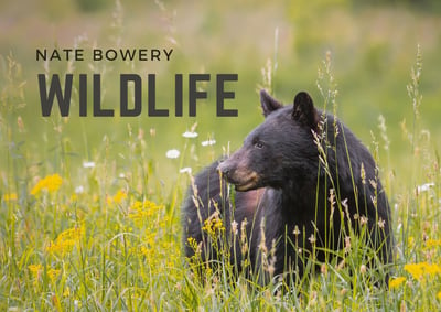 bear in field of flowers at Cades Cove in the Great Smoky Mountains