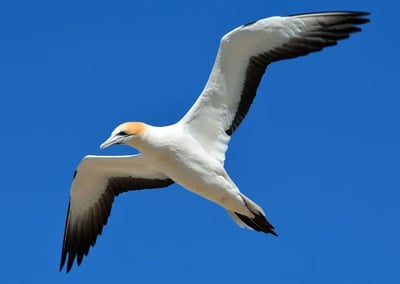 Oiseau de mer (mouette) en vol ailes bien déployées représente la liberté