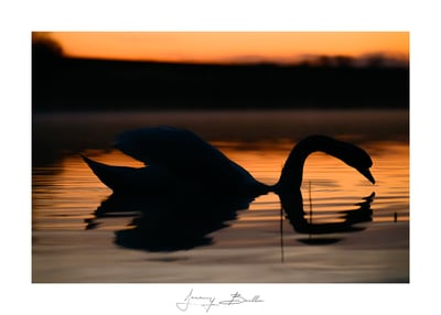 Cygne