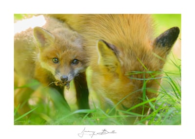 Renard et renardeau