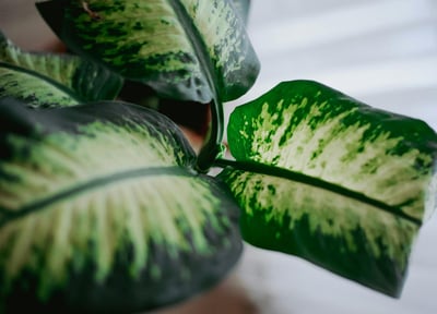 Dieffenbachia Delilah