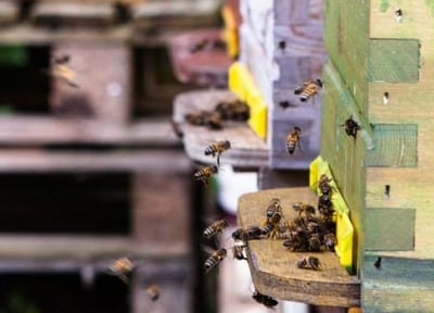 Découverte de l'apiculture