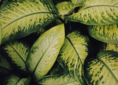 Dieffenbachia Contrast