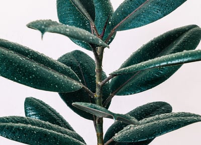 Ficus Elastica ''Audrey' covered in water drops